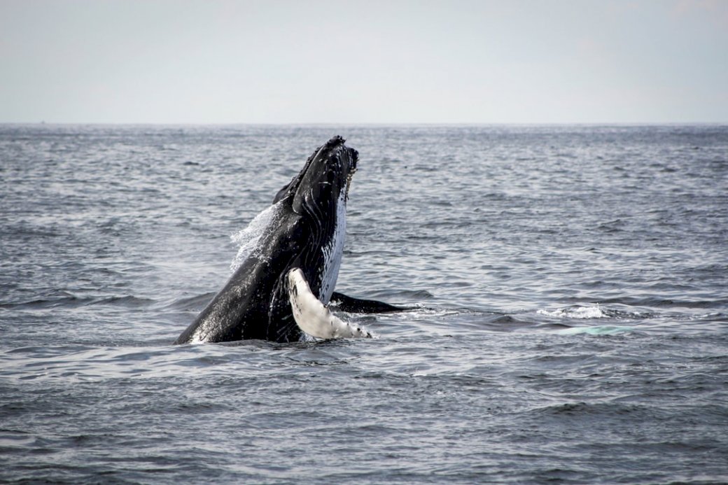 Încălcarea balenelor jigsaw puzzle online