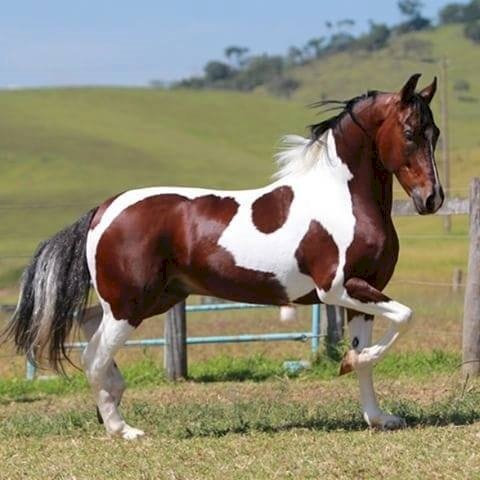 Um cavalo no pasto. puzzle online
