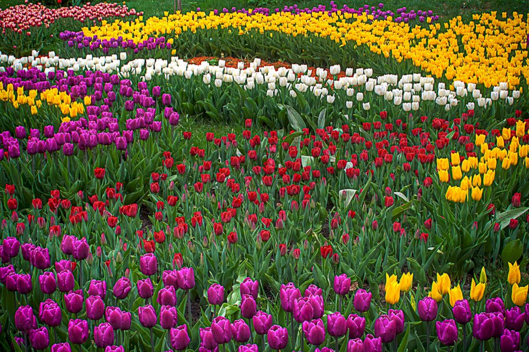 Jardin de tulipes puzzle en ligne