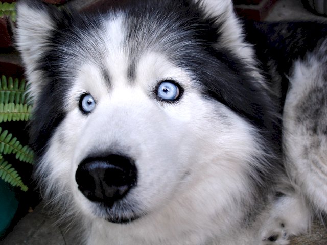 ολυμπιακό σκυλί παζλ online