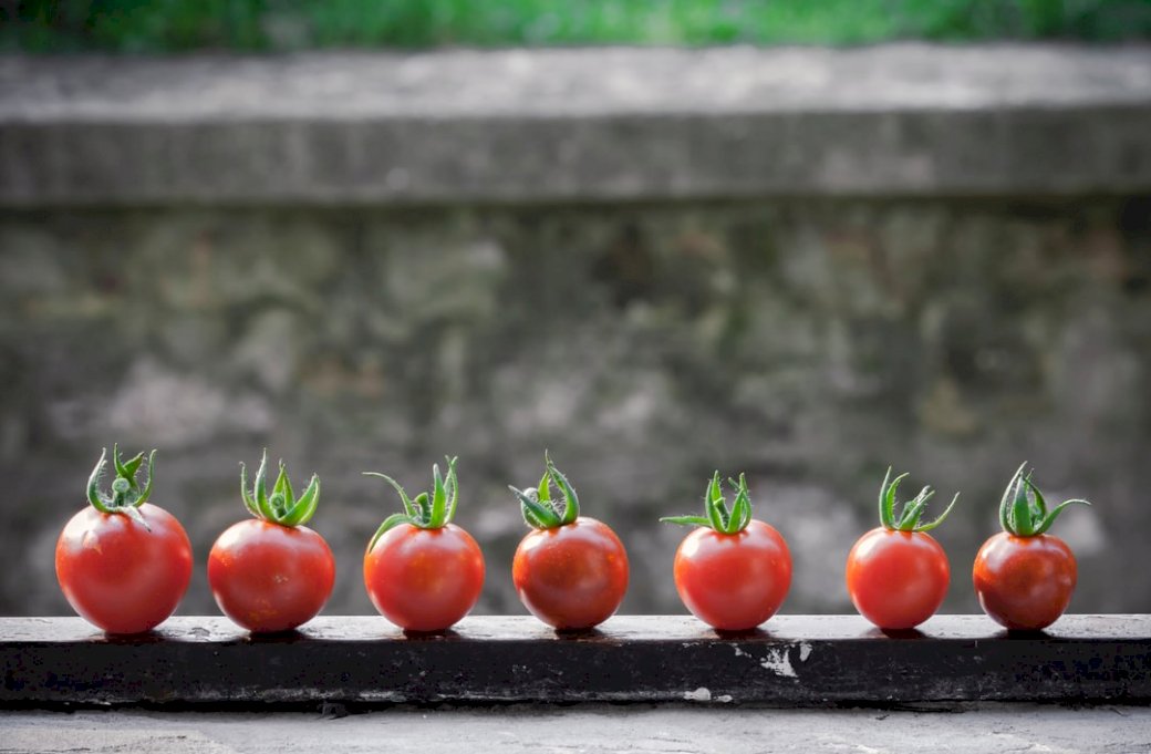 Tomater på balkongen Pussel online