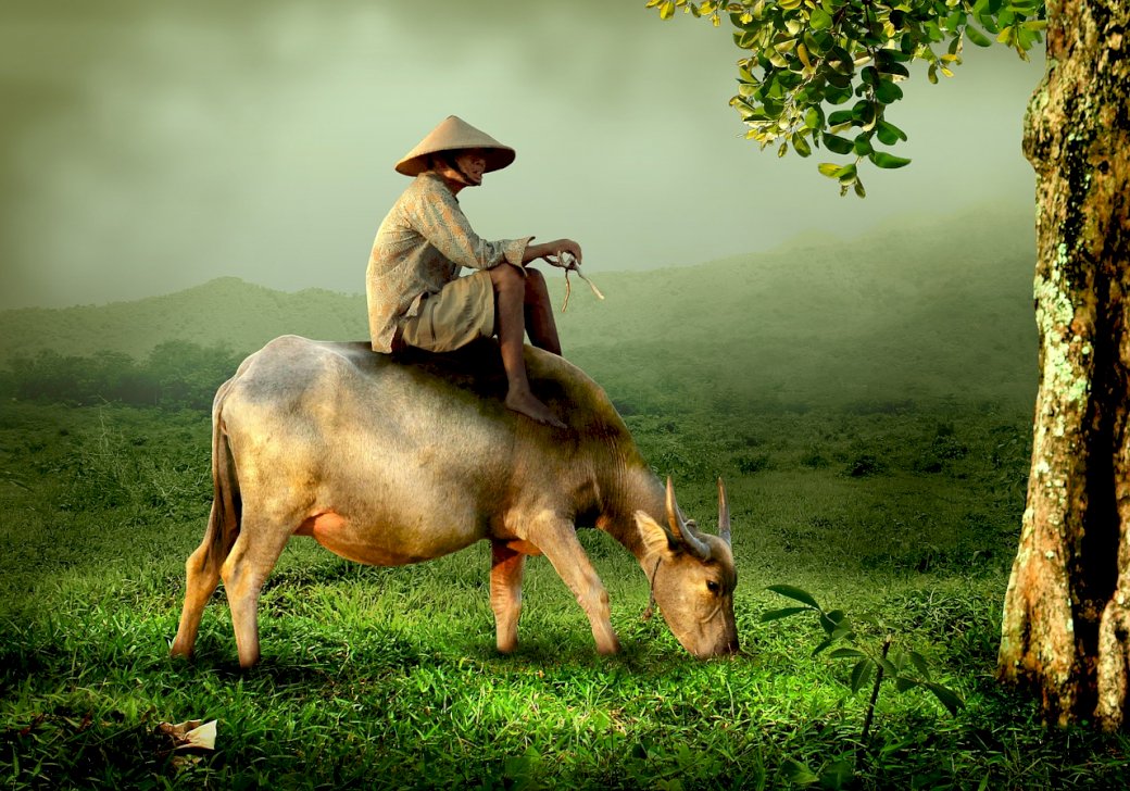 Cow on a green meadow jigsaw puzzle online