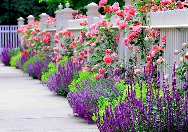 Roze rozen bij het hek. online puzzel
