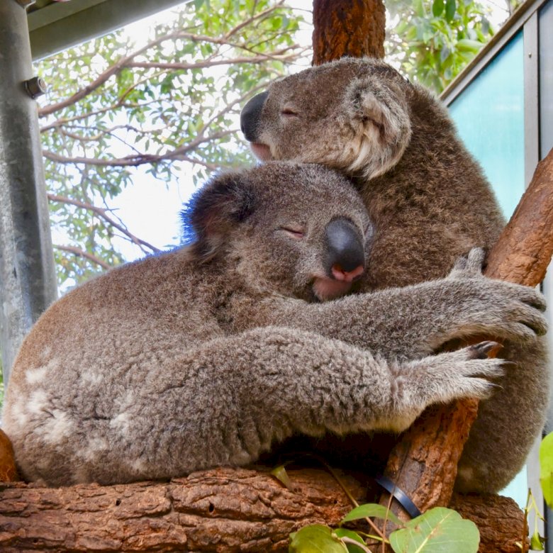 Irmãos // Koalas não têm puzzle online