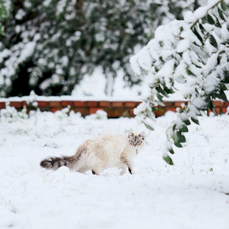 Снежный кот пазл онлайн