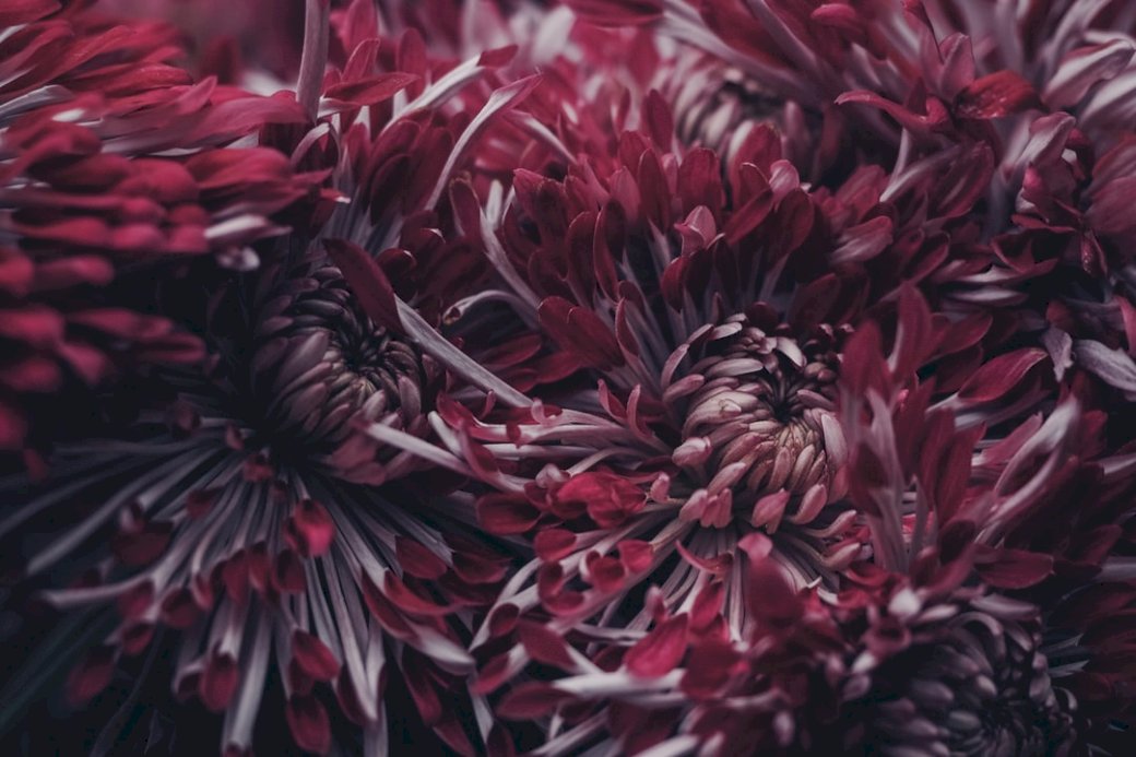 Tmavě červená chryzantéma nahoru skládačky online