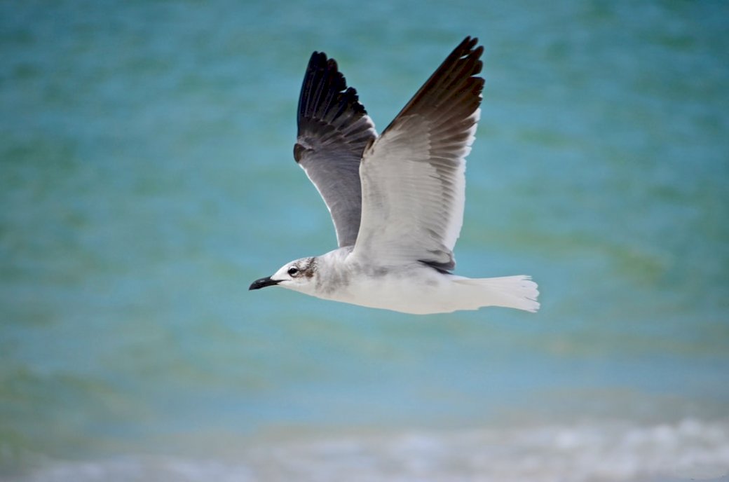 Seagull in flight jigsaw puzzle online