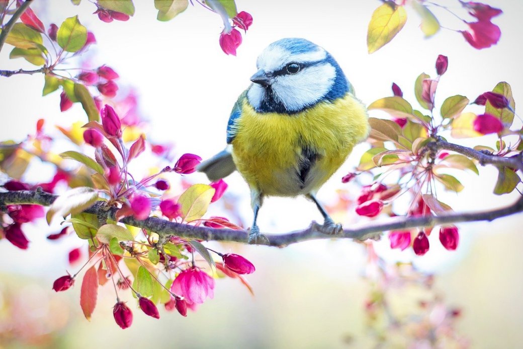 Цветна птица на дървото онлайн пъзел