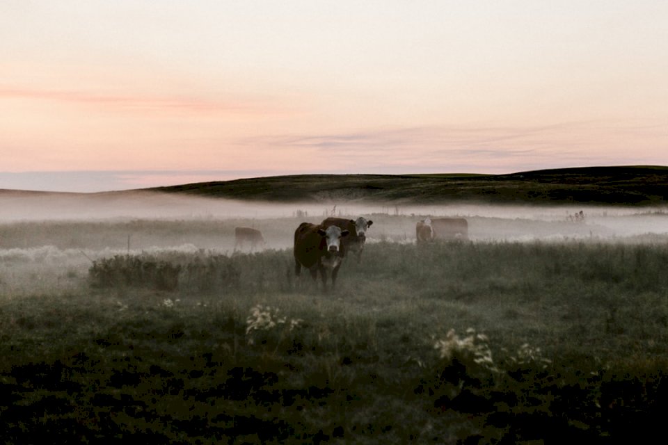 Cows at Dusk jigsaw puzzle online