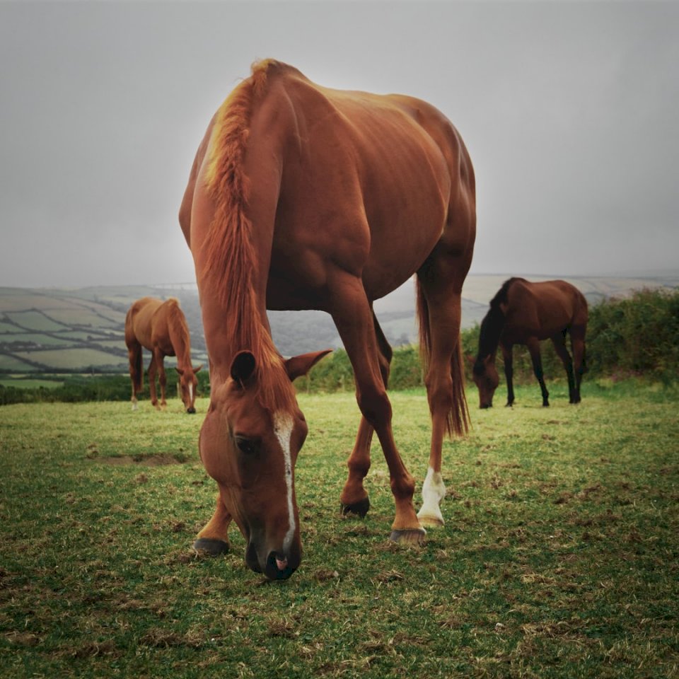 3 коне се хранят в Корнуол онлайн пъзел