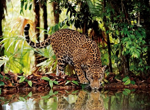 Leopard. Pussel online