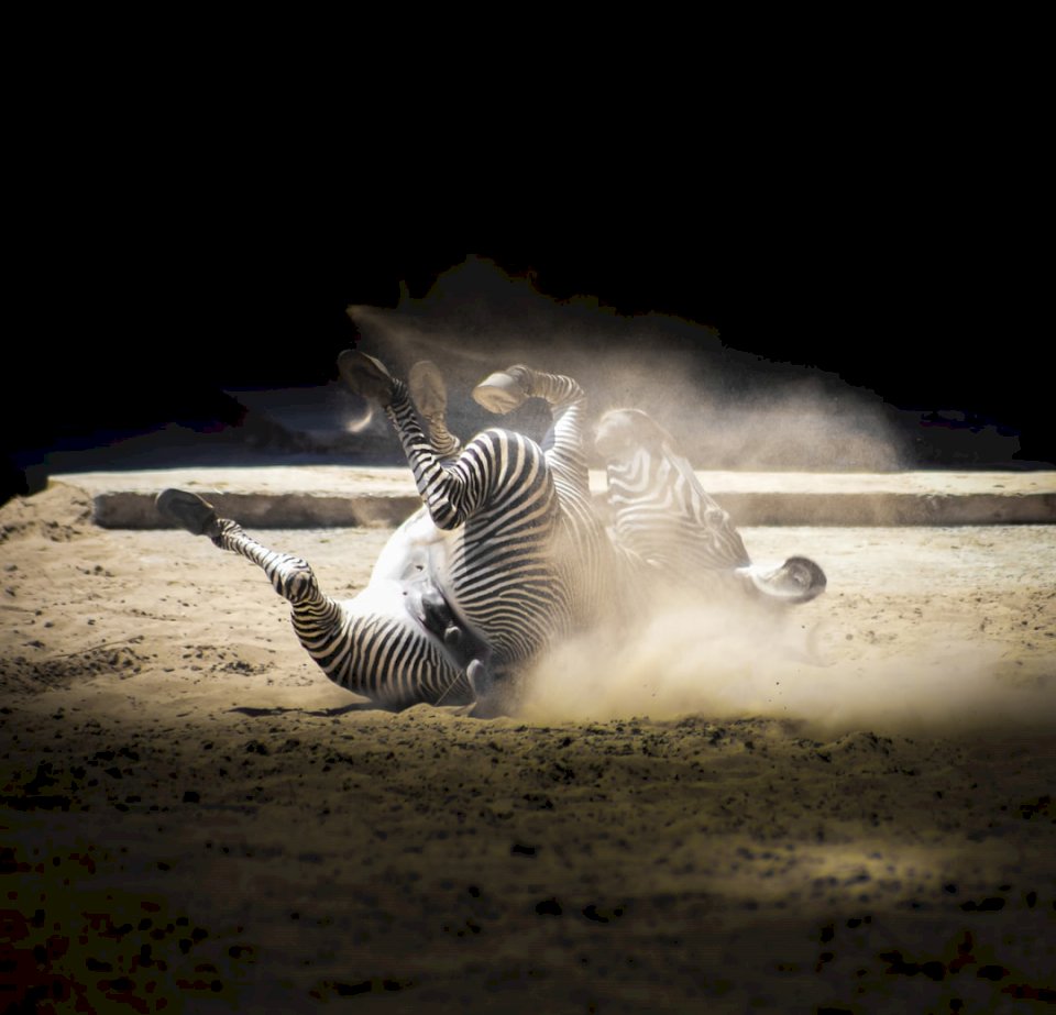 Счастливая зебра пазл онлайн
