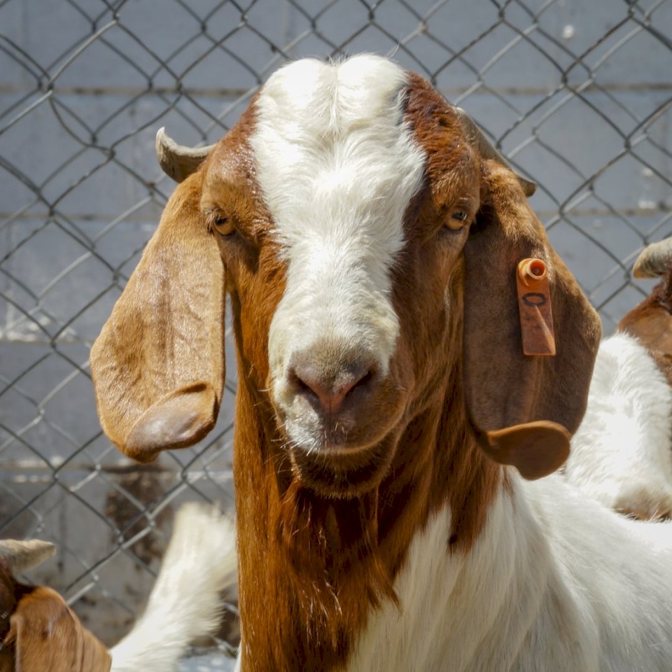 Boer Goat online puzzle