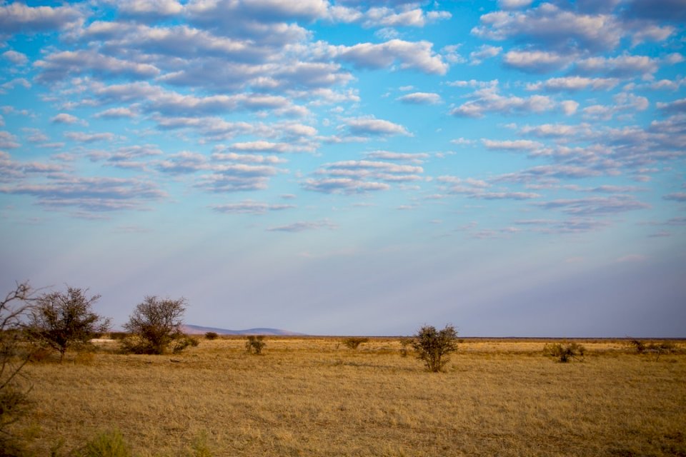 Etosha National Park pussel på nätet
