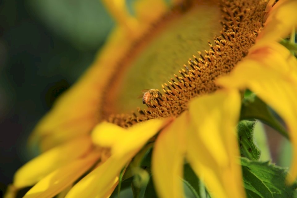 Je to krásná včela, která přišla online puzzle