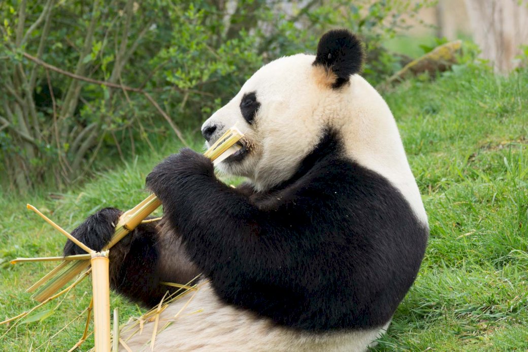 Panda zoo Beauval puzzle online