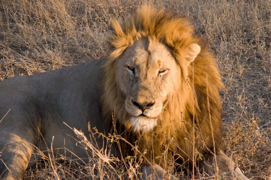 Kruger Park Lion παζλ online