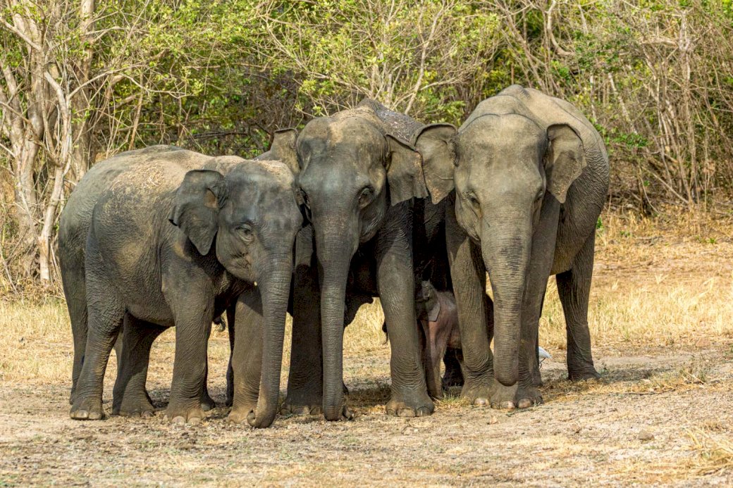 Elefantul din Sri Lanka jigsaw puzzle online