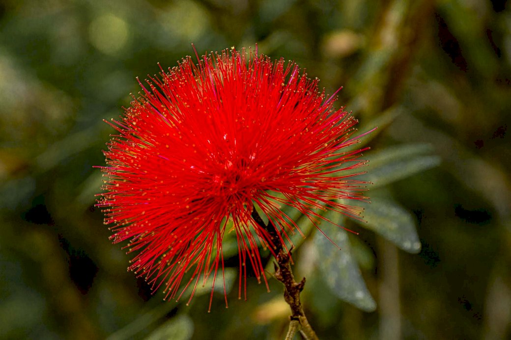 Red flower in Martinique online puzzle