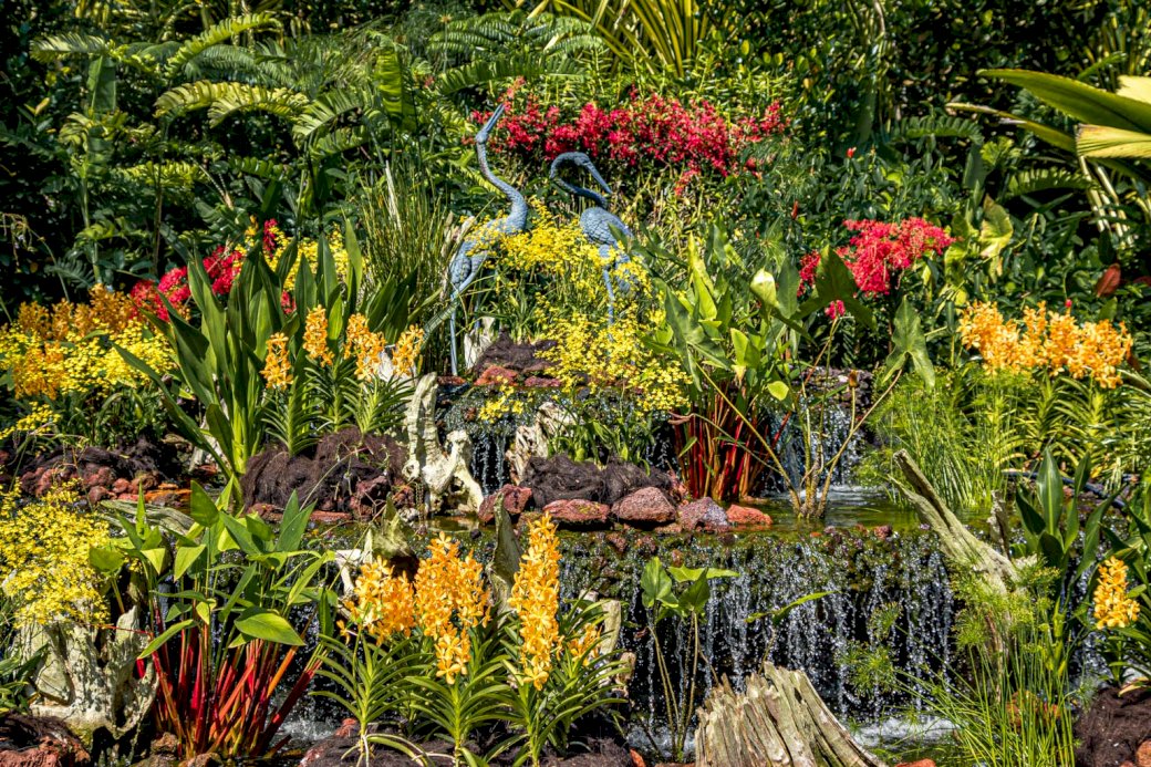 Орхидеи в Сингапуре пазл онлайн