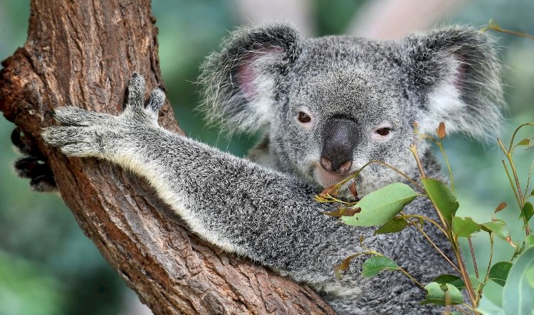koala pe copac puzzle online