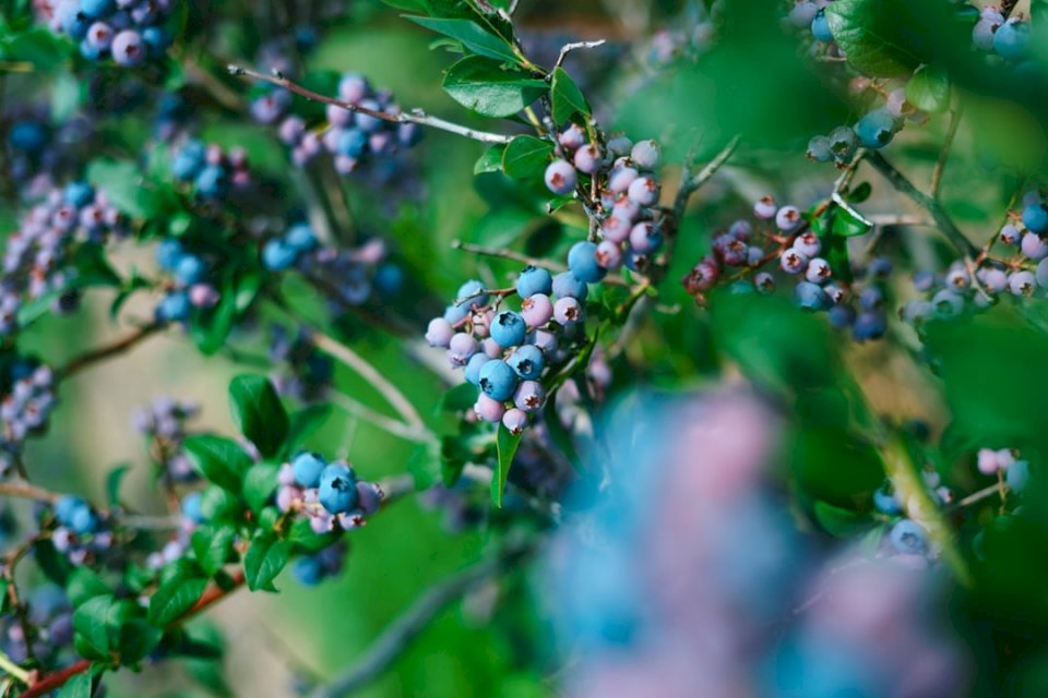 Maine blueberries! jigsaw puzzle online