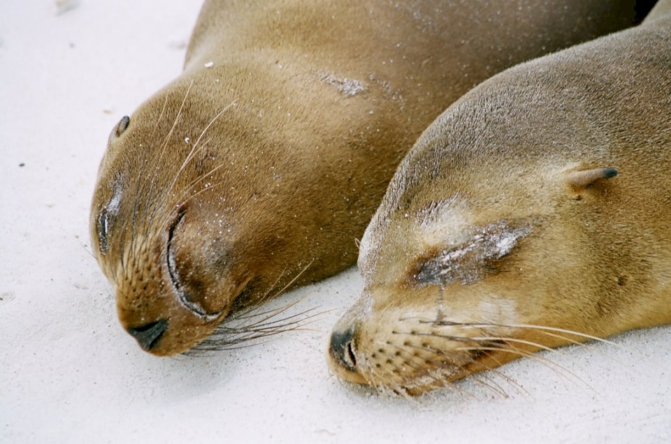 Тюлени, наслаждаващи се на слънцето онлайн пъзел