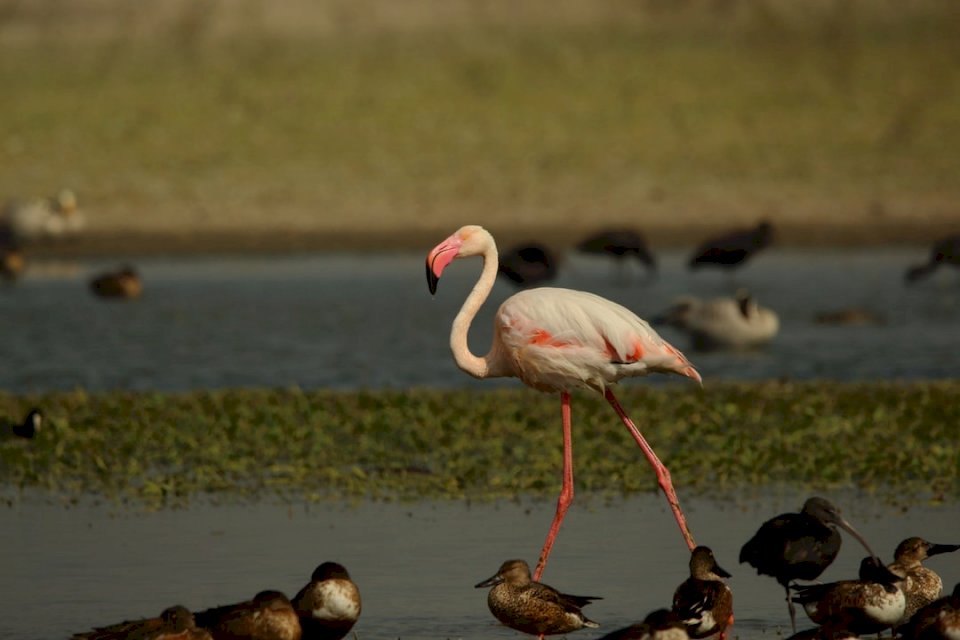 Greater flamingo among jigsaw puzzle online