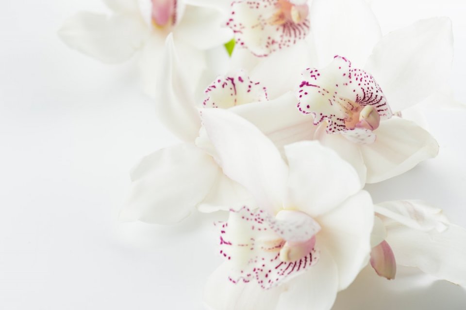Vita orkidéer pussel på nätet