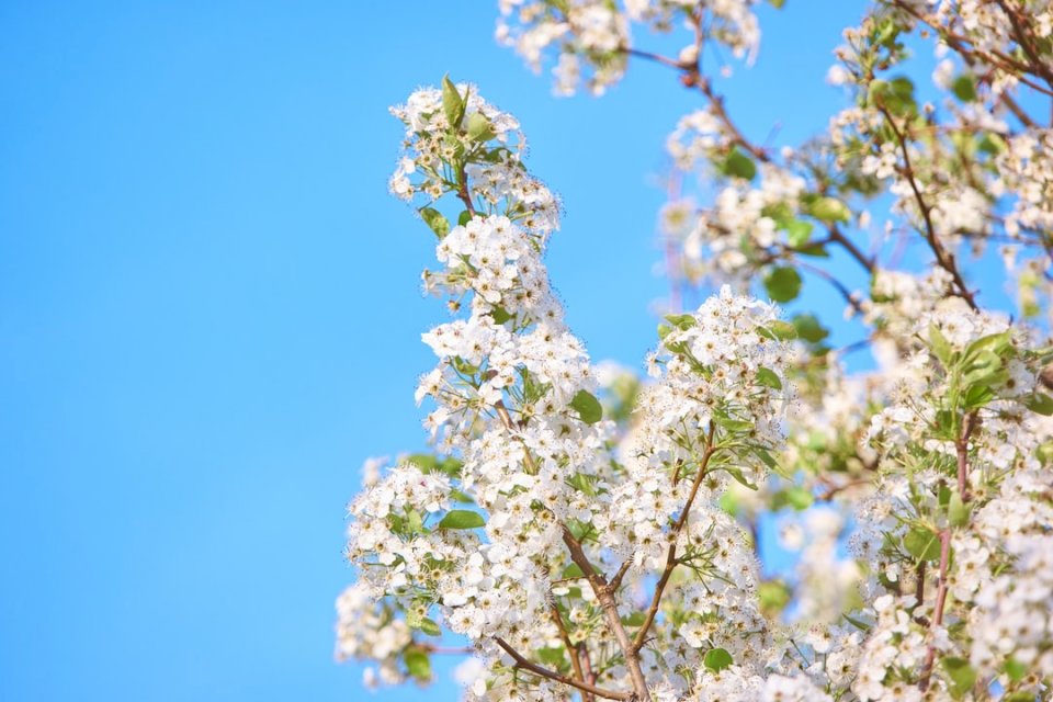 Листни цветя със синьо небе онлайн пъзел