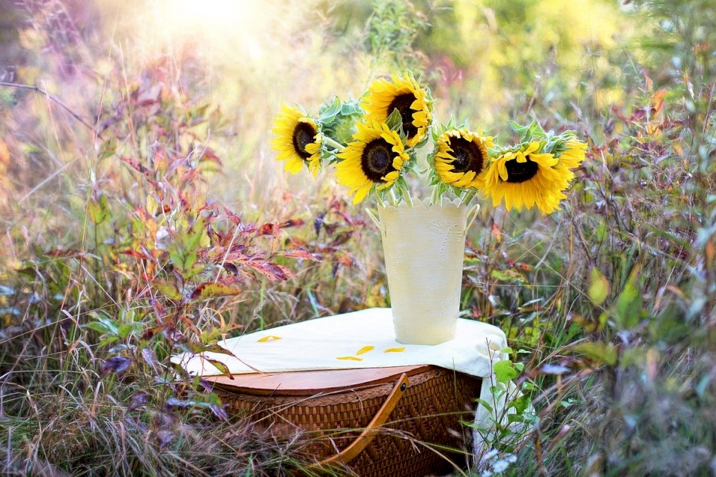 Жълти слънчогледи онлайн пъзел