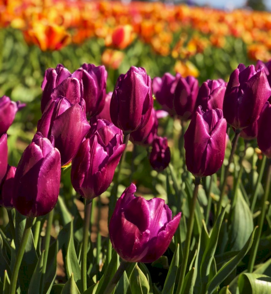 Tulpen, Blumen Online-Puzzle