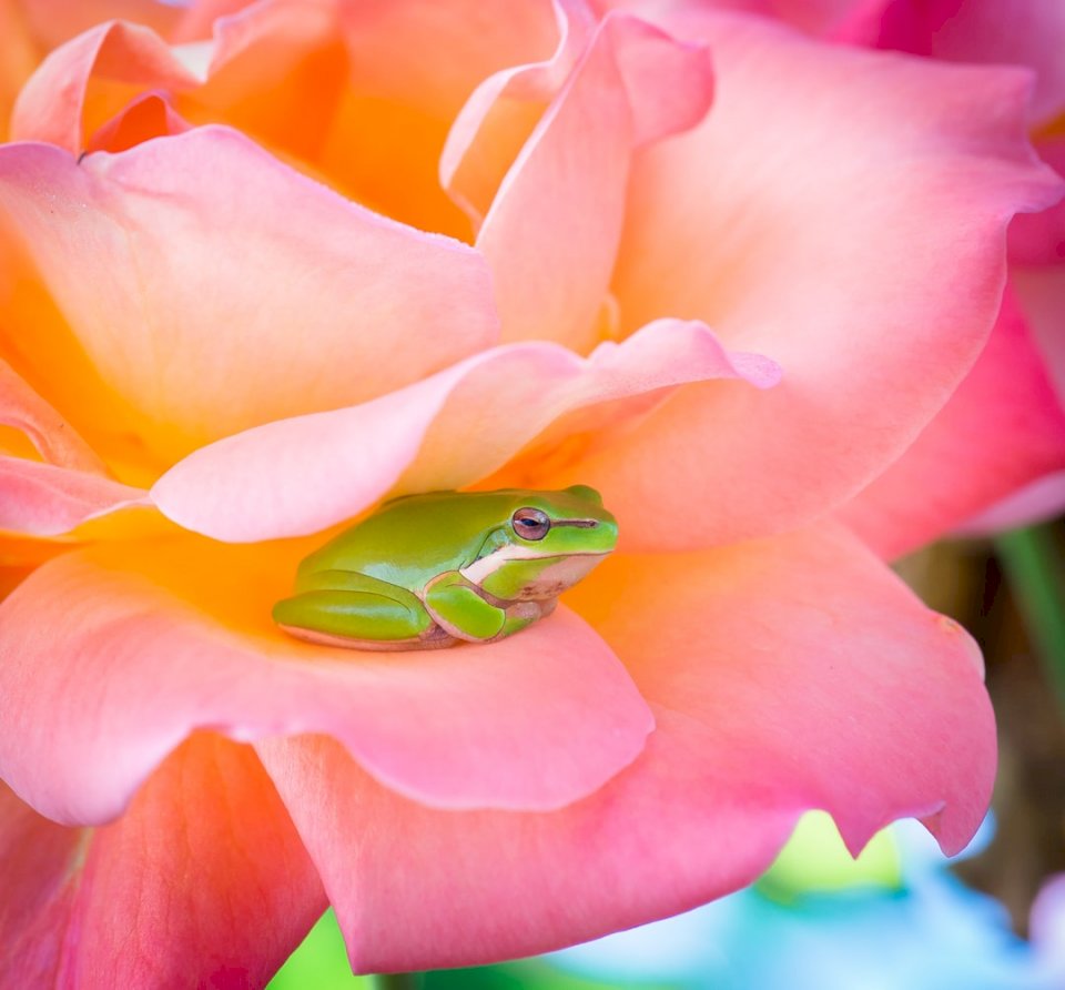 Βάτραχος σε ένα τριαντάφυλλο παζλ online