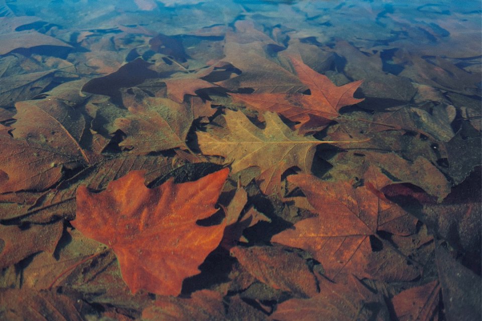Leaves Under Water. jigsaw puzzle online