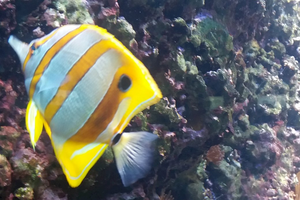 peixe colorido quebra-cabeças online