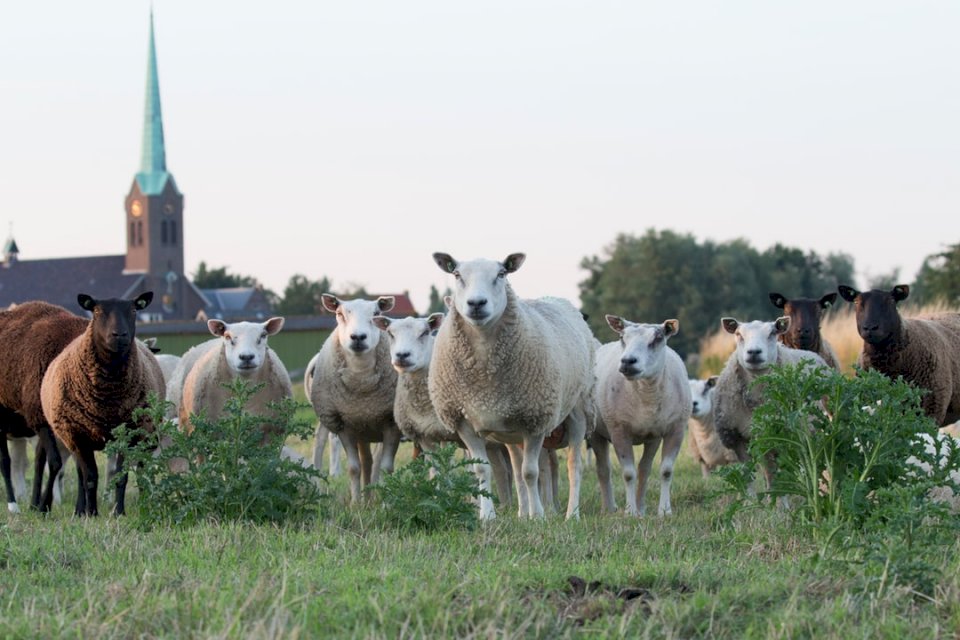Land schapen online puzzel
