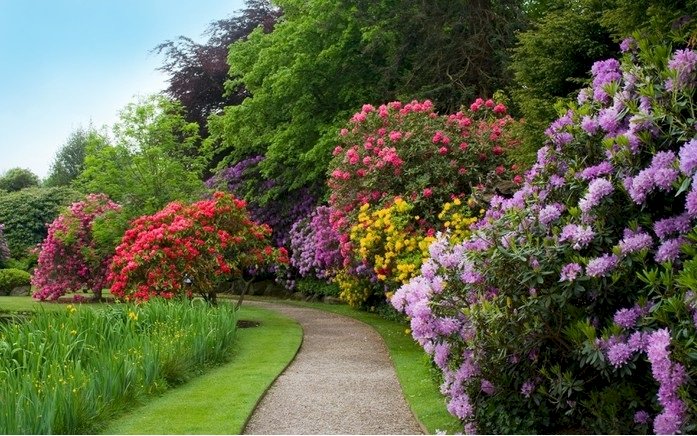 Rhododendrons. online puzzle