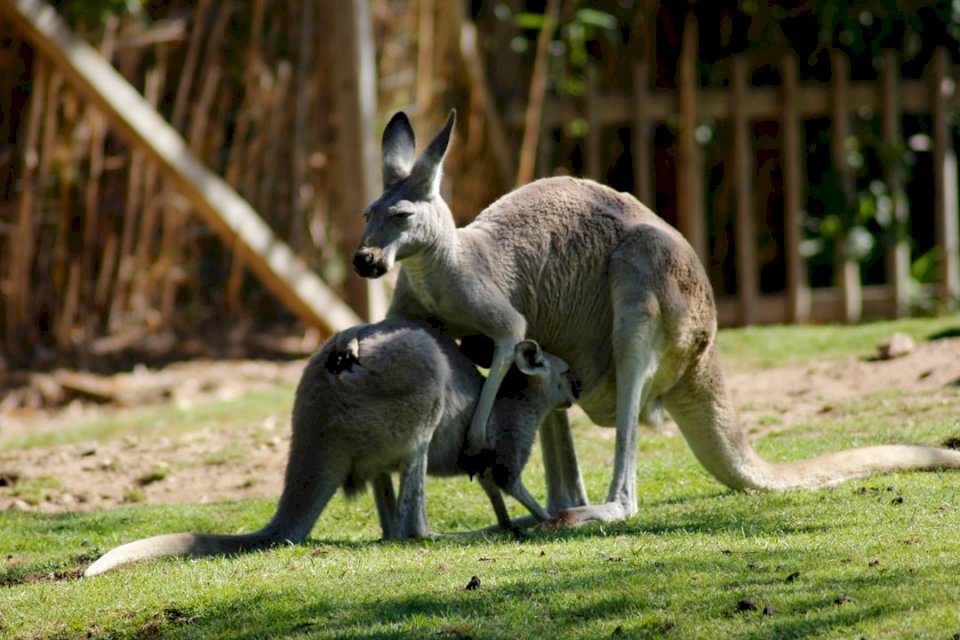 Ein Mama-Känguru und ihr Kind Online-Puzzle