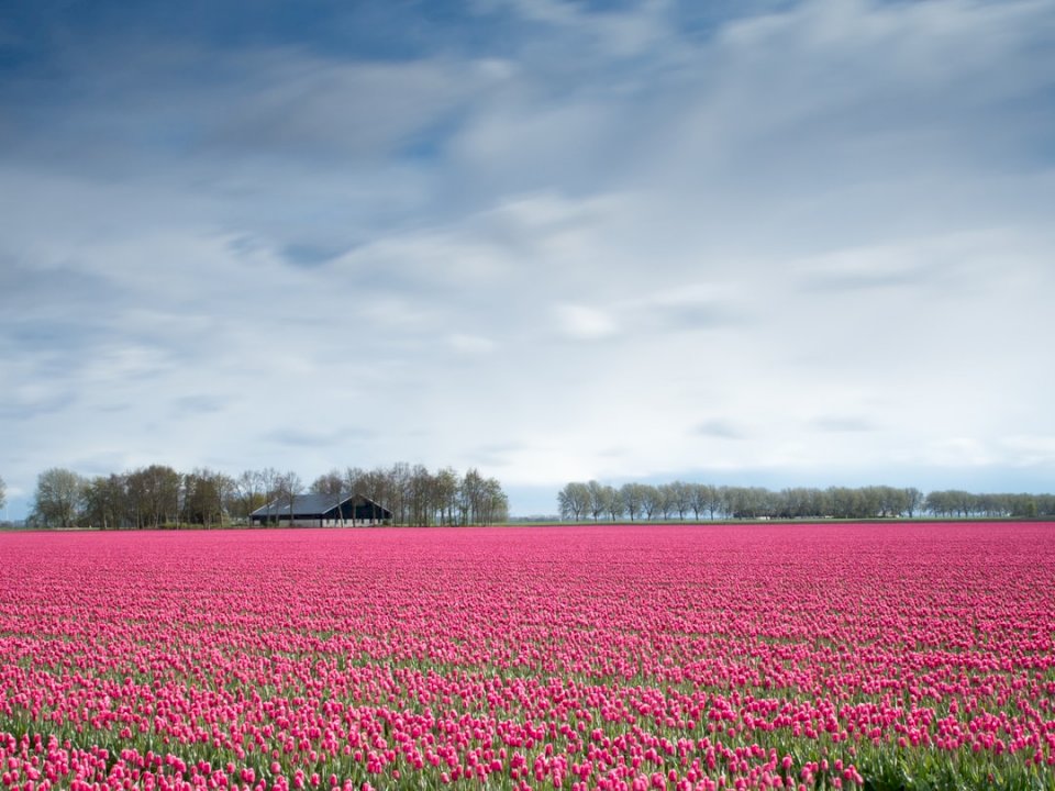 Campo de tulipanes rosados rompecabezas en línea
