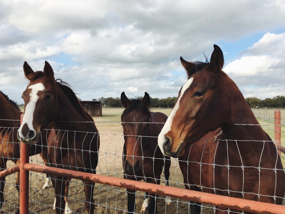 Тъмни заливи коне над оградата онлайн пъзел