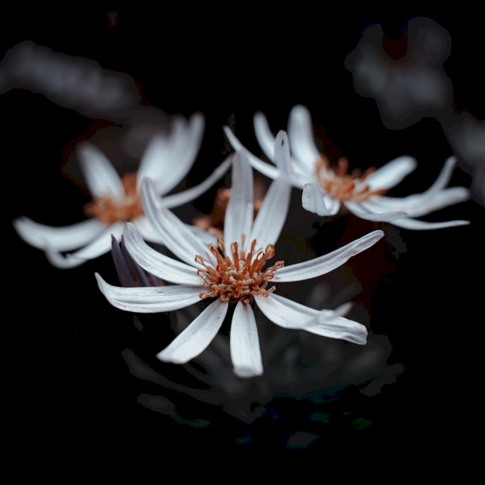 Λουλούδι closeup online παζλ