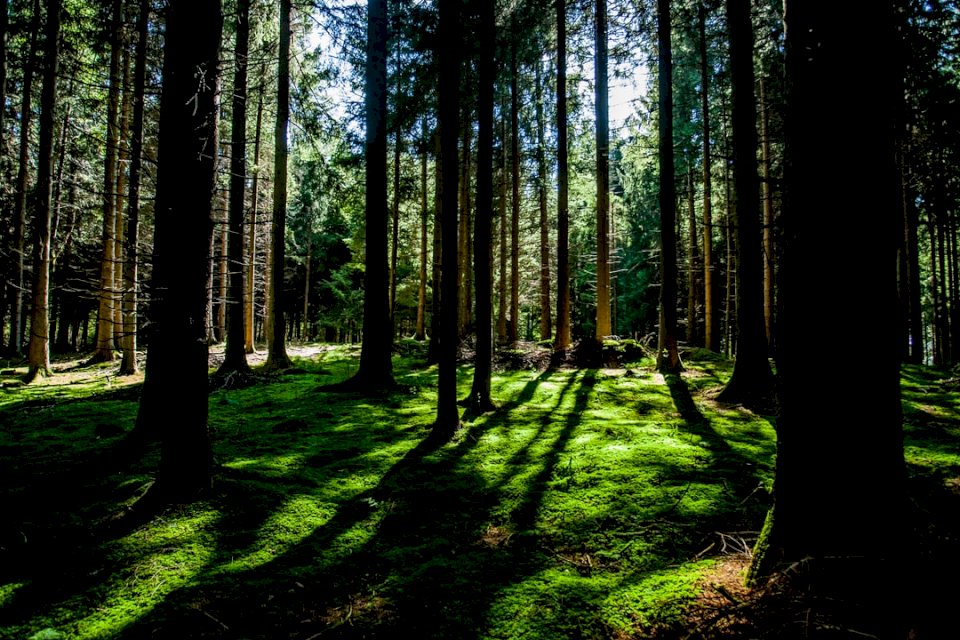 Σκιές δέντρων σε βρύα παζλ online