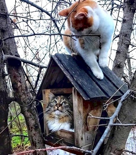 Gatos en el árbol. rompecabezas en línea