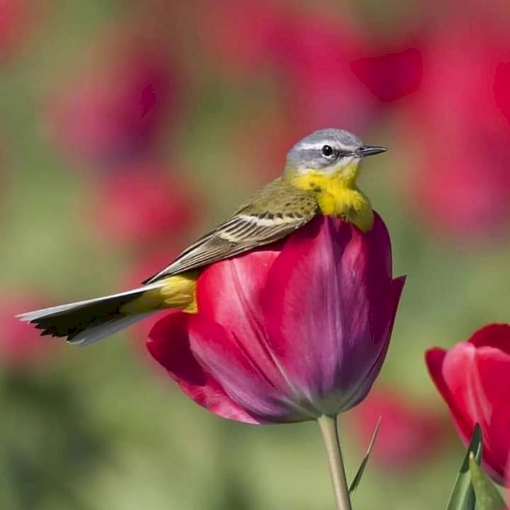 Тюльпани квіти птах пазл онлайн