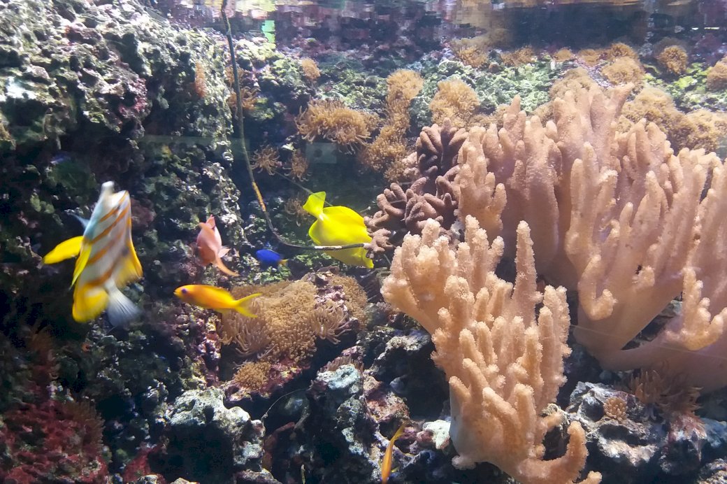 akvarium med fiskar pussel på nätet