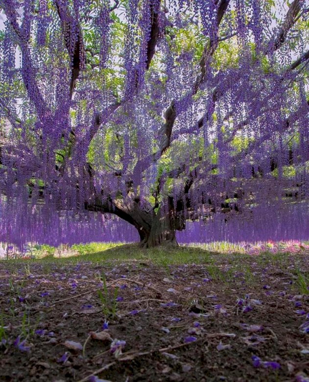 глицинии в парке цветов Асикага в Японии пазл онлайн