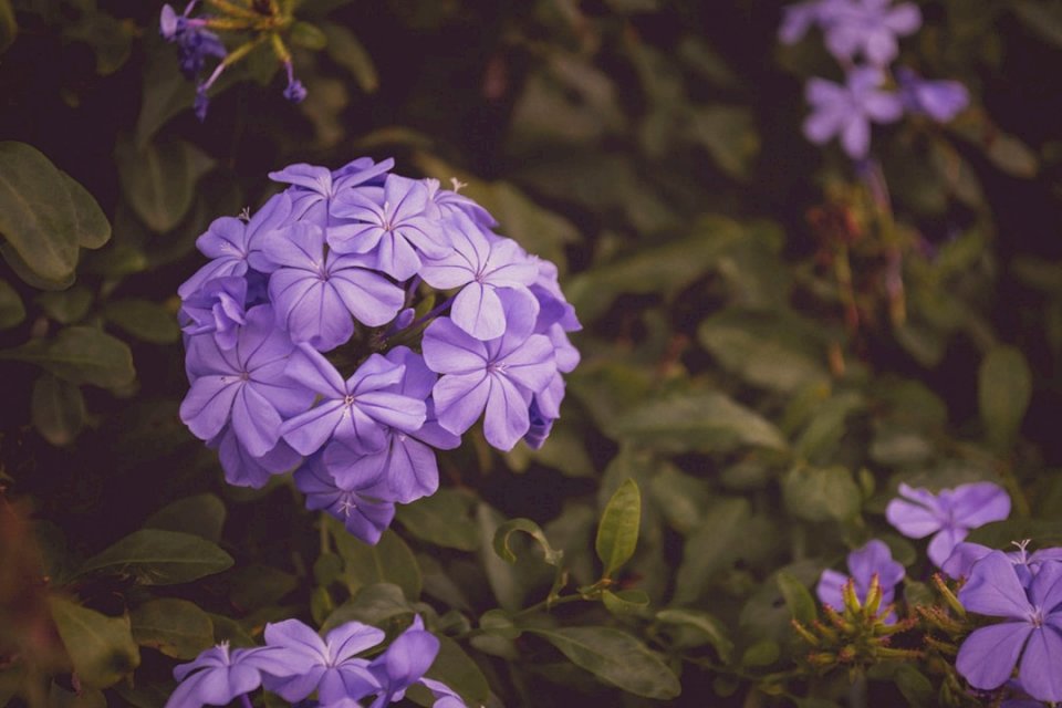 Floare violet puzzle online