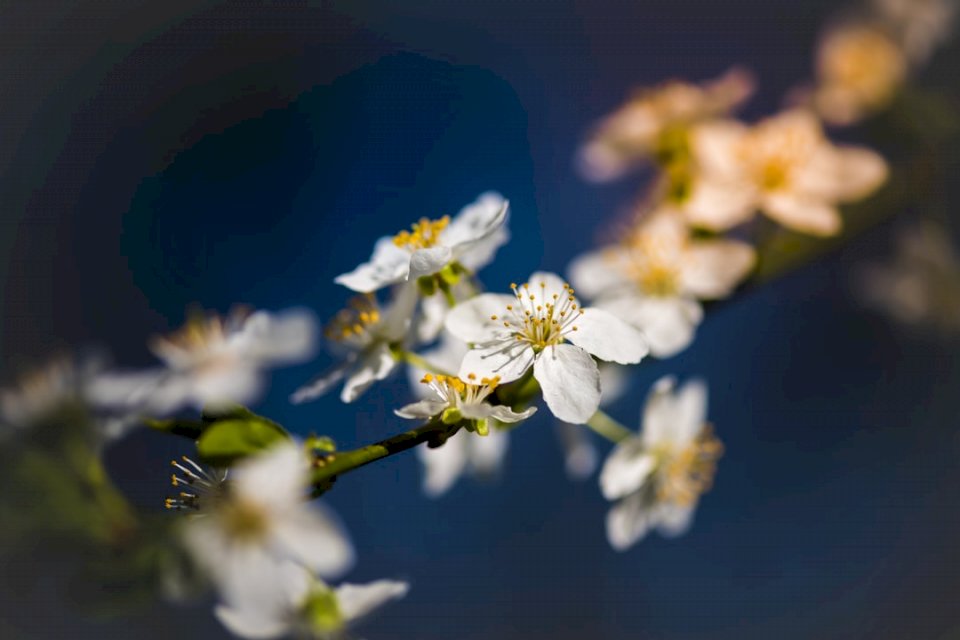 Flori albe-parcul-cismigiu puzzle online