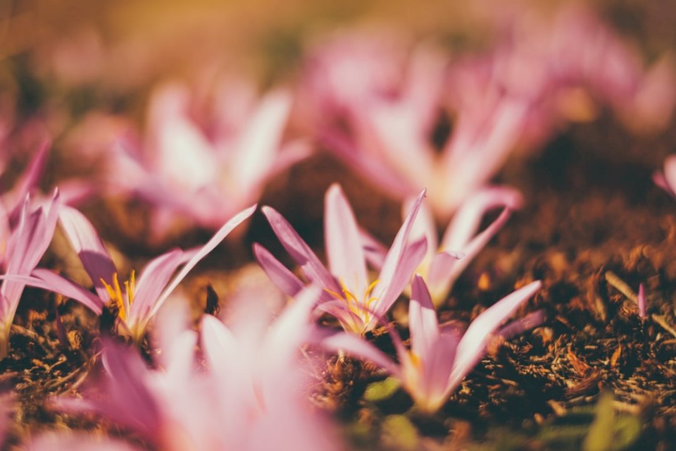 Rózsaszín virágok a talajban kirakós online