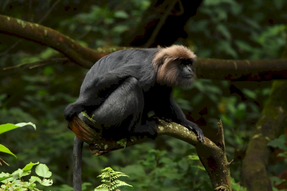 Маймуната в наблюдателната точка - онлайн пъзел